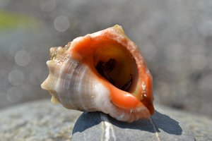 DSC_0157.JPG
