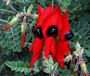 desert-pea2[1].jpg