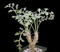 Pelargonium-paniculatum[1].jpg