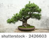 stock-photo-bonsai-tree-pine-2426603[1].jpg