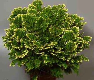 selaginella[1].jpg