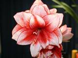 th_amaryllis-red-white[1].jpg