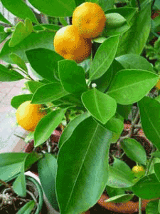 CitrusReticulata.jpg-[1].gif