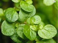 soleirolia_soleirolii[1].jpg