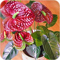 anthurium1[1].jpg