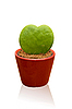 3031152-heart-shaped-cactus[1].jpg