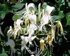 image_286[1].jpeg