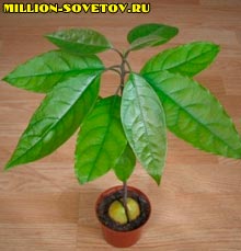 avokado[1].jpg