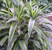 dracena-wonna-dracaena-fragrans_3571_thumb[1].jpg
