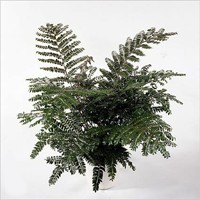 didym1l[1].jpg