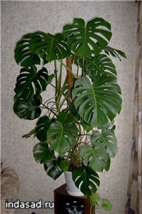 5424efc7481f[1].jpg