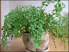 adiantum001[1].jpg