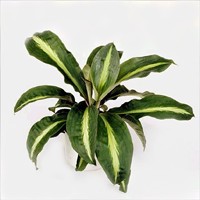 palis1l[1].jpg