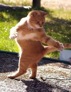 funny_cat20.jpg