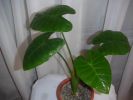 thumb_53___alocasia1[1].jpg