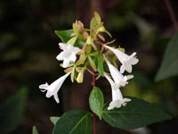 thumb_abelia_grandiflora1[1].jpg
