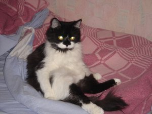 кошка.jpg