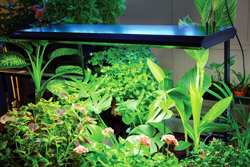 T5_OverPlants-TopView250[1].jpg
