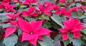 puansettia[1].jpeg