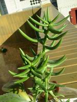 crassula_tetragona-s[1].jpg