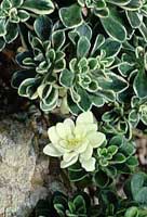 thumb_aichryson_domesticum_Variegatum[1].jpg