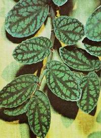 Pellionia[1].jpg