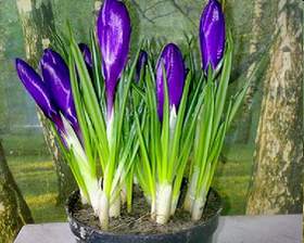 crocus2[1].jpg