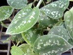 1251393642_scindapsus_pictus[1].jpg