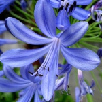 agapanthus1[1].jpg