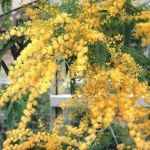 acacia[1].jpg