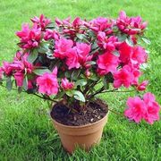 diseases-in-azaleas-800x800[1].jpg