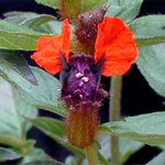 perennial2[1].jpg