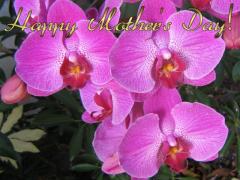 mothers_day_ecard_magenta_orchids_2010[1].jpg