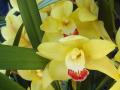 yellow-orchids-dsc03696[1].jpg