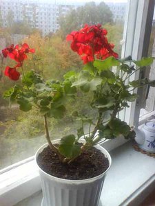 пеларгония 2.jpg
