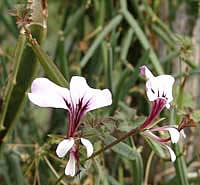 Pelargonium_tetragonum[1].jpg