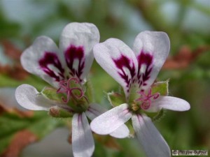 pelargonium-odorat1-300x225[1].jpg