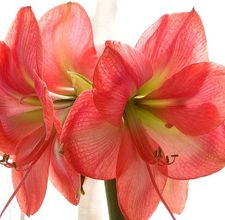 types-amaryllis-800x800[1].jpg