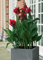 canna_indica_1_1[1].jpg