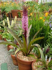 EucomisRoyalBurgundy[1].jpg