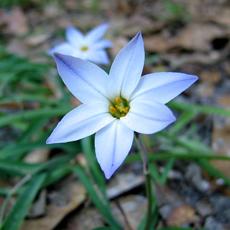 ipheion-1[1].jpg