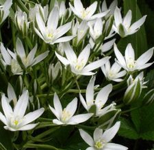 plant-ornithogalum-800x800[1].jpg
