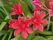 vallota_speciosa_flowers[1].jpg