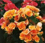 begonia[1].jpg