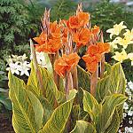 bengal_20tiger_20canna_thumb[1].jpg