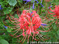 Lycoris_radiata200b[1].jpg