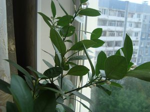 DSC04117.JPG