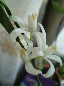 DSC04115.JPG