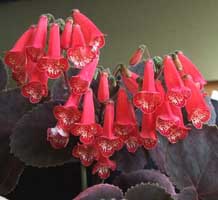 smithiantha2[1].jpg