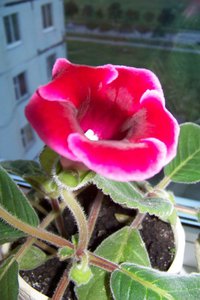 100_3996_small.jpg